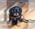Small #1 Cavalier King Charles Spaniel