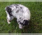 Small #8 Miniature Australian Shepherd