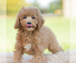 Puppy Bento AKC Poodle (Miniature)