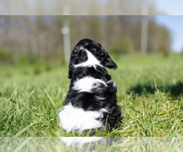 Medium Photo #12 Cavalier King Charles Spaniel Puppy For Sale in WARSAW, IN, USA