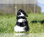 Small Photo #12 Cavalier King Charles Spaniel Puppy For Sale in WARSAW, IN, USA