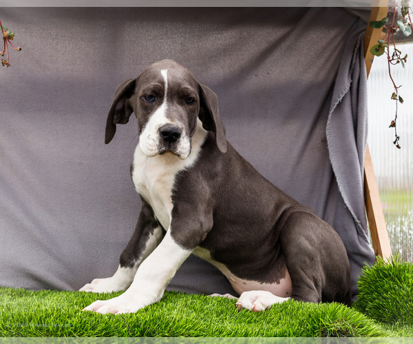 Medium Photo #39 Great Dane Puppy For Sale in WAKARUSA, IN, USA