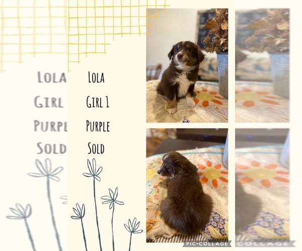 Medium Photo #5 Aussie-Corgi Puppy For Sale in BLMGTN, IN, USA