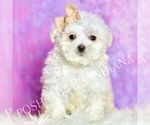 Puppy Tweedle Maltipoo (Miniature)