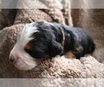 Small Photo #9 Bernedoodle Puppy For Sale in ELMWOOD, IL, USA