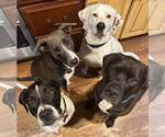 Small #38 American Pit Bull Terrier Mix