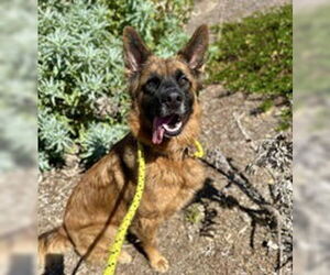 Australian Shepherd Dogs for adoption in Salinas, CA, USA