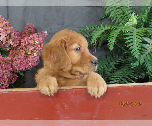 Medium Photo #5 Golden Retriever Puppy For Sale in THORP, WI, USA