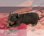 Puppy Puppy 9 American Bully