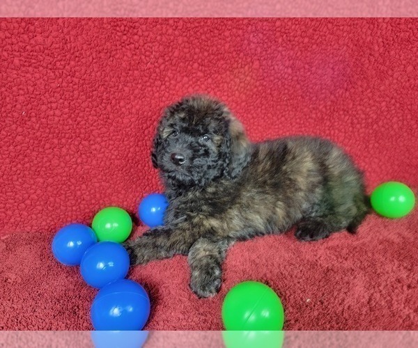 Medium Photo #4 Goldendoodle-Poodle (Toy) Mix Puppy For Sale in BLACK FOREST, CO, USA
