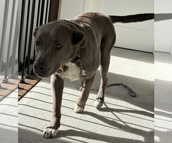 Medium Photo #7 Labrador Retriever-Unknown Mix Puppy For Sale in Sandy, UT, USA