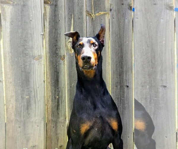Medium Photo #1 Doberman Pinscher Puppy For Sale in Social Circle, GA, USA