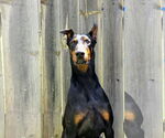Small Doberman Pinscher