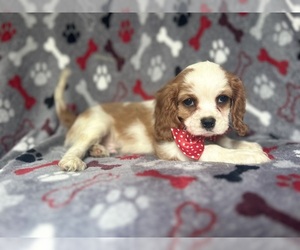 Cavalier King Charles Spaniel Puppy for sale in LAKELAND, FL, USA