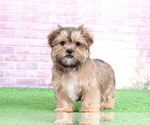 Small Photo #1 Yorkshire Terrier Puppy For Sale in BEL AIR, MD, USA