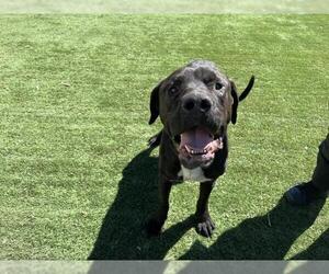 Medium Mastiff