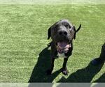 Small Mastiff