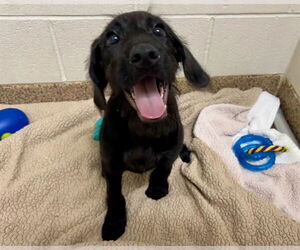 German Wirehaired Pointer Dogs for adoption in Springfield, MA, USA