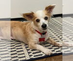 Small #1 Chihuahua Mix