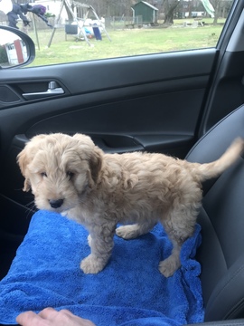 Medium Photo #1 Goldendoodle Puppy For Sale in ASPEN HILL, MD, USA