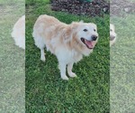 Small Retriever  Mix
