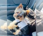 Small Photo #8 Yorkshire Terrier Puppy For Sale in FRESNO, CA, USA