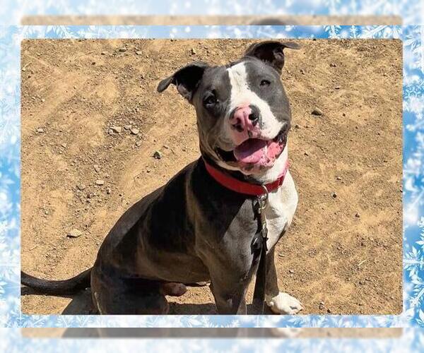 Medium Photo #4 Mutt Puppy For Sale in Ojai, CA, USA