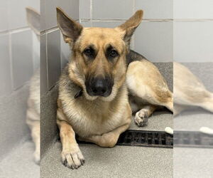 German Shepherd Dog-Unknown Mix Dogs for adoption in Las Vegas, NV, USA