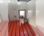 Small Photo #1 Zuchon Puppy For Sale in MOUNT PLEASANT, MI, USA