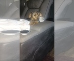 Small Photo #9 Yorkshire Terrier Puppy For Sale in BENSON, NC, USA