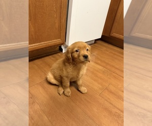 Golden Retriever Puppy for sale in JACKSONVILLE, FL, USA