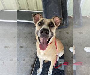 Labrador Retriever-Unknown Mix Dogs for adoption in El Centro, CA, USA