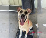 Small Labrador Retriever Mix