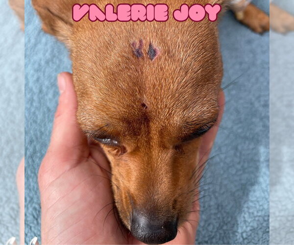 Medium Photo #13 Chiweenie Puppy For Sale in San Antonio, TX, USA