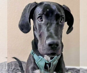 Great Dane Dogs for adoption in Vail, AZ, USA