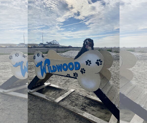 Medium Photo #4 Bernese Mountain Dog Puppy For Sale in Landenberg, PA, USA