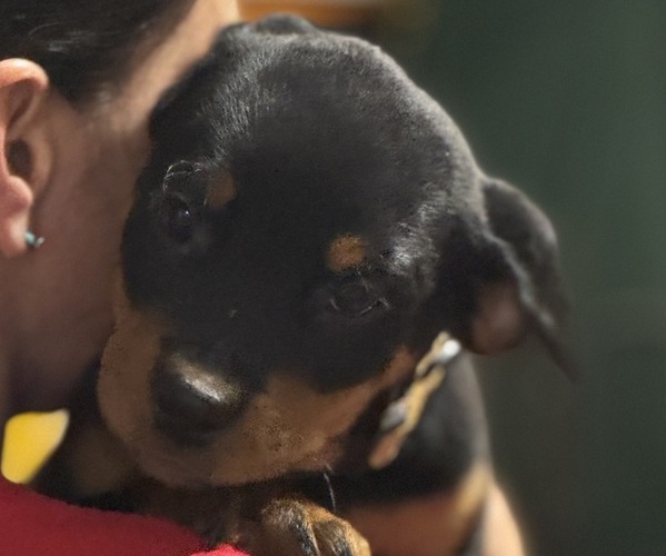 Medium Photo #1 Rottweiler Puppy For Sale in FORT COLLINS, CO, USA