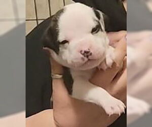 Mutt Dogs for adoption in Binghamton, NY, USA