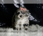 Small Photo #100 Maltipoo Puppy For Sale in WARSAW, IN, USA