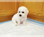Small #3 Bichon Frise