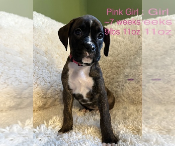 Medium Photo #1 Boxer Puppy For Sale in OLD FIELDS, WV, USA