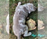Small #2 Catahoula Leopard Dog