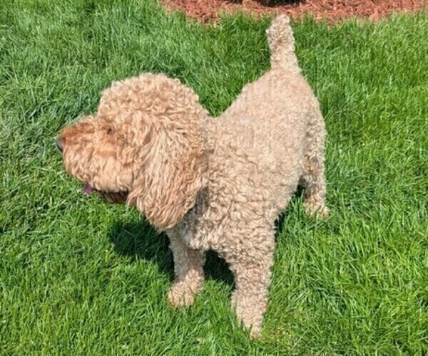 Medium Photo #1 Miniature Labradoodle Puppy For Sale in SYCAMORE, IL, USA