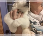 Small Photo #22 Great Pyrenees Puppy For Sale in MYAKKA CITY, FL, USA