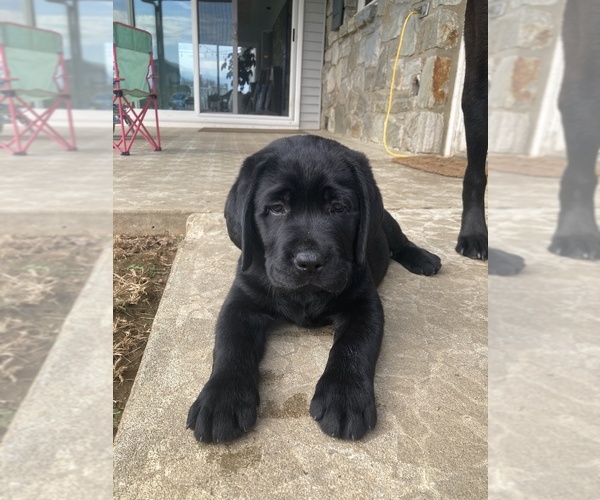 Medium Photo #16 Labrador Retriever Puppy For Sale in NEW HOLLAND, PA, USA