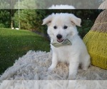 Small Photo #5 American Eskimo Dog Puppy For Sale in HONEY BROOK, PA, USA