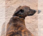 Small #5 American Pit Bull Terrier Mix