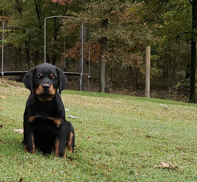 Medium Photo #7 Rottweiler Puppy For Sale in WESLEY, AR, USA