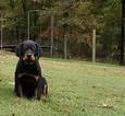 Small Photo #7 Rottweiler Puppy For Sale in WESLEY, AR, USA