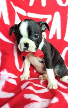 Medium Photo #3 Boston Terrier Puppy For Sale in LANCASTER, PA, USA